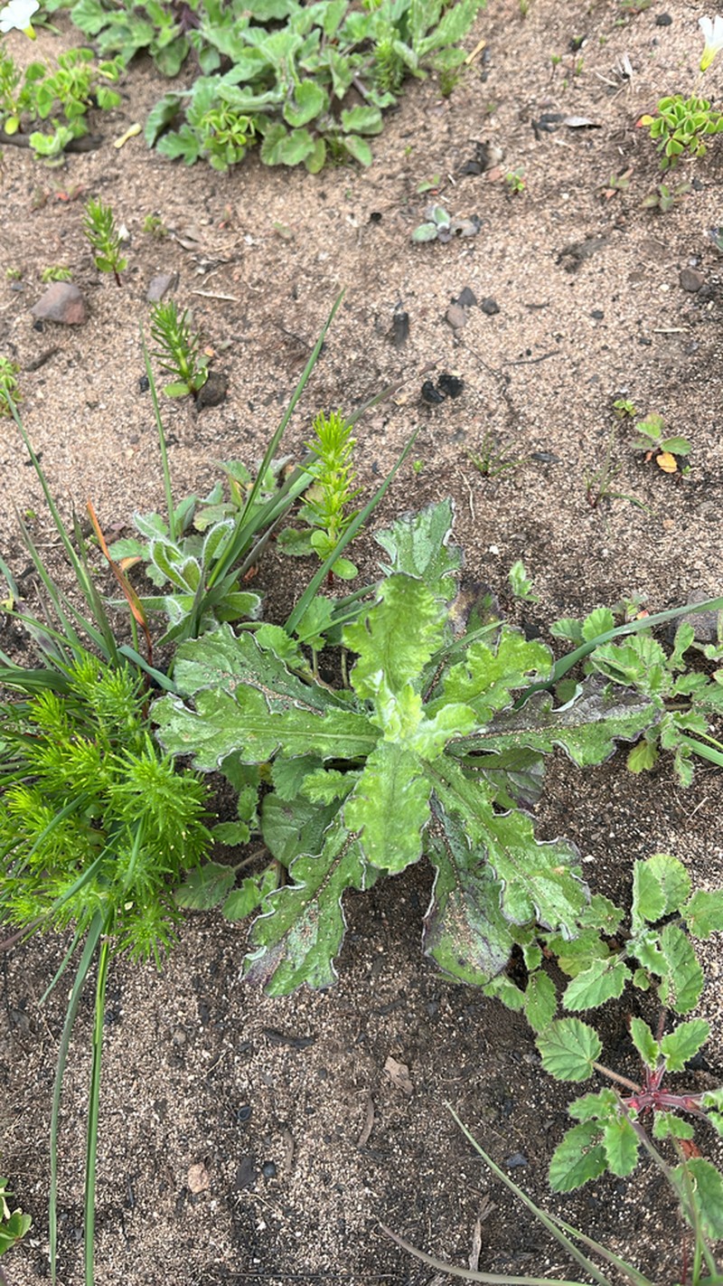 Senecio pubigerus photo 3