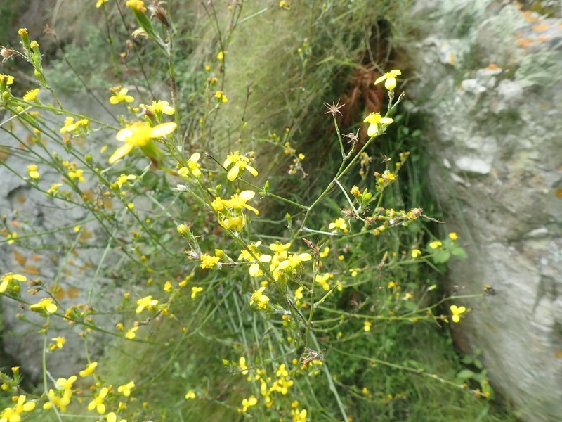 Senecio pubigerus photo 5