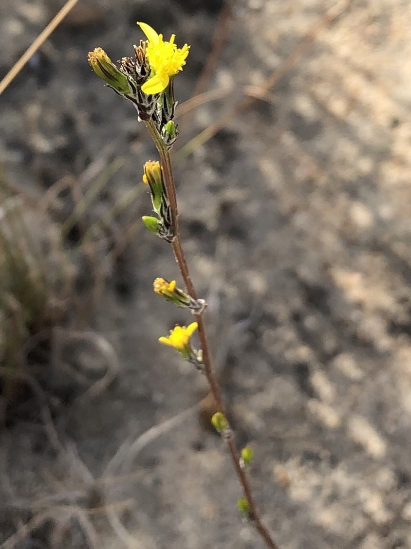 Senecio pubigerus photo 6