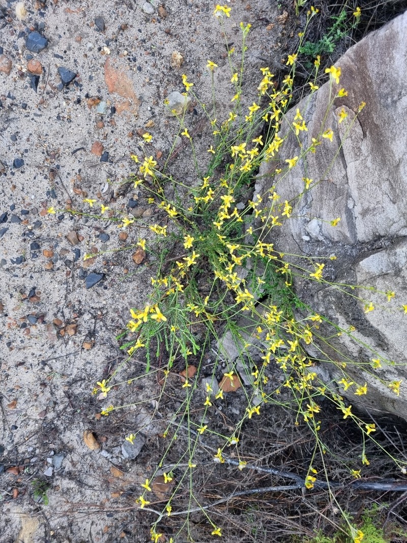 Senecio pubigerus photo 7