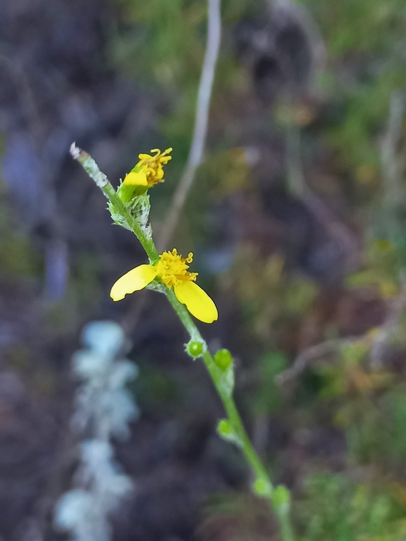 Senecio pubigerus photo 8