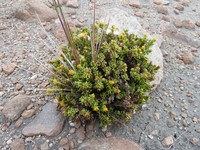 Senecio puchei