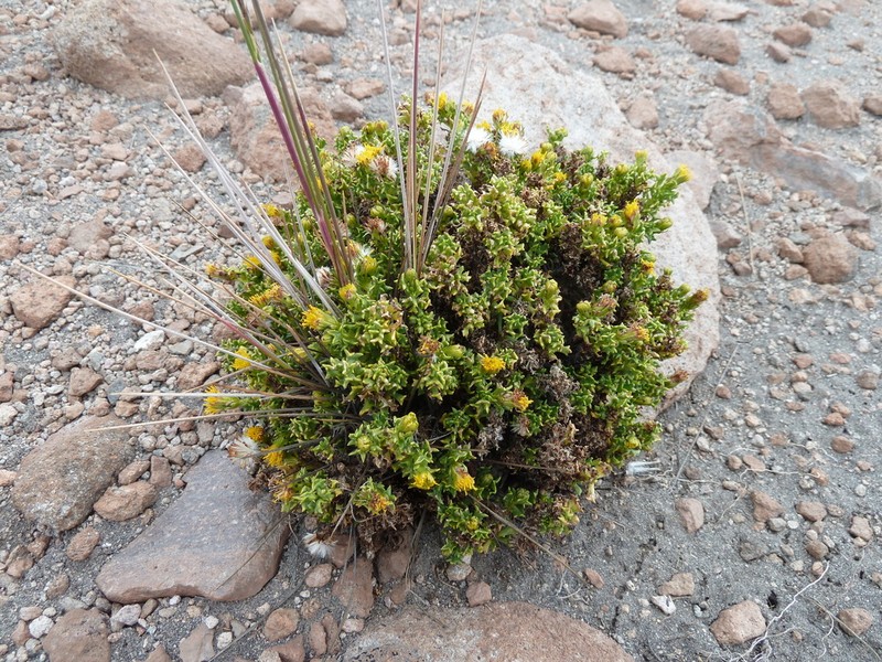 Senecio puchei