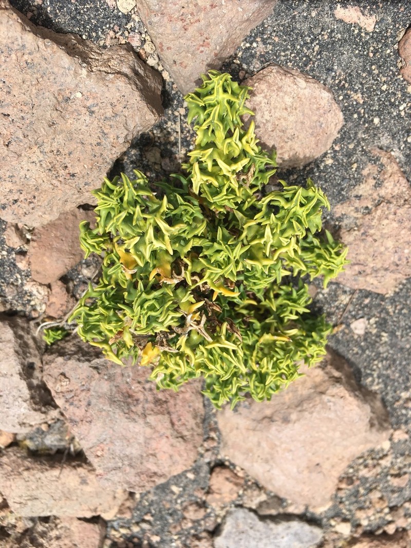 Senecio puchei photo 2