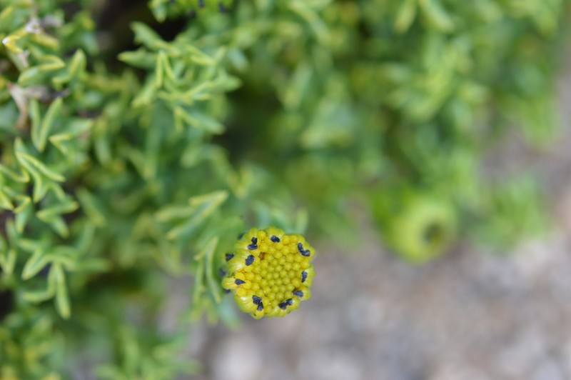 Senecio puchei photo 3