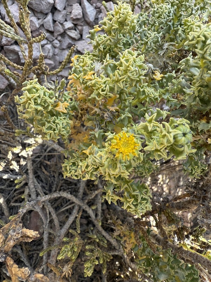 Senecio puchei photo 4
