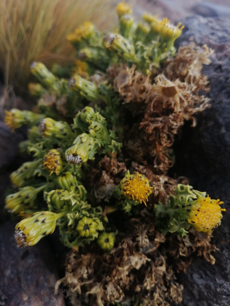 Senecio puchei photo 5