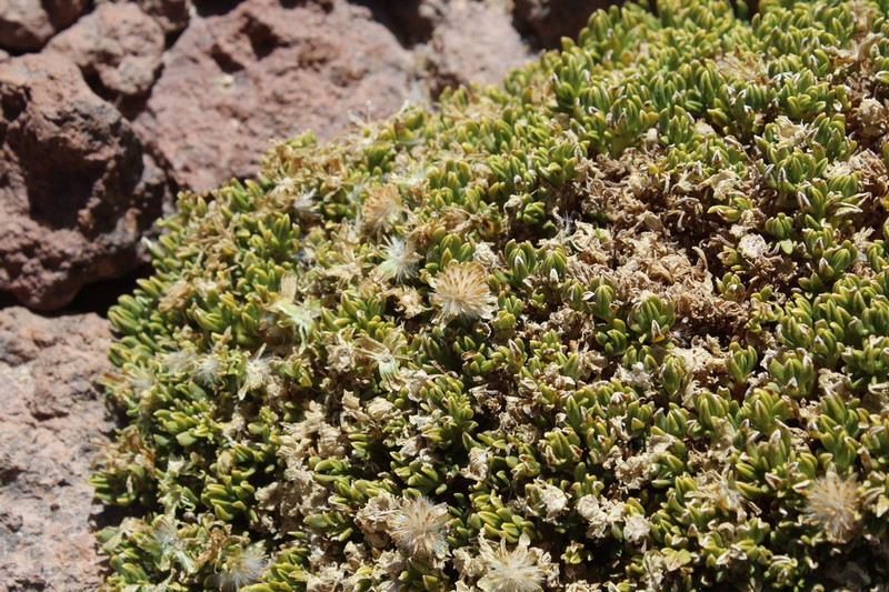 Senecio puchei photo 6