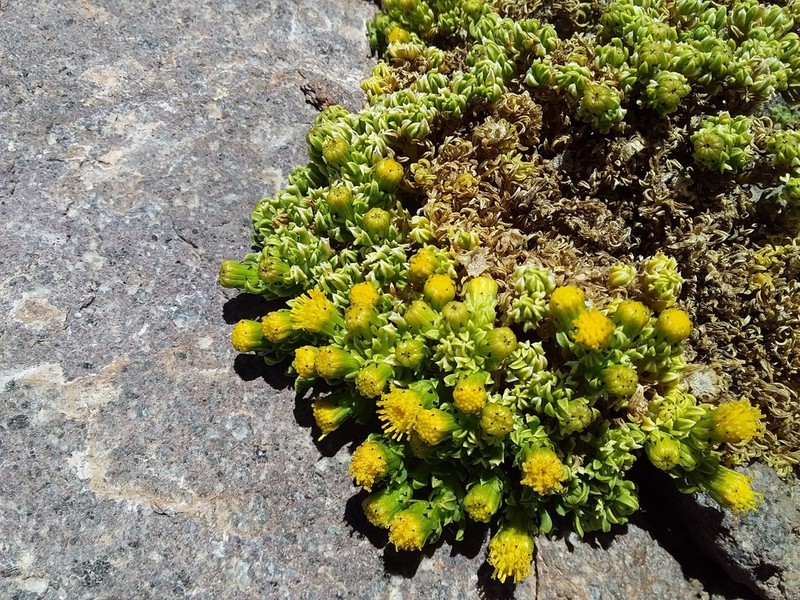 Senecio puchei photo 8
