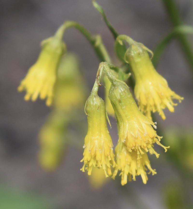 Bashful Ragwort