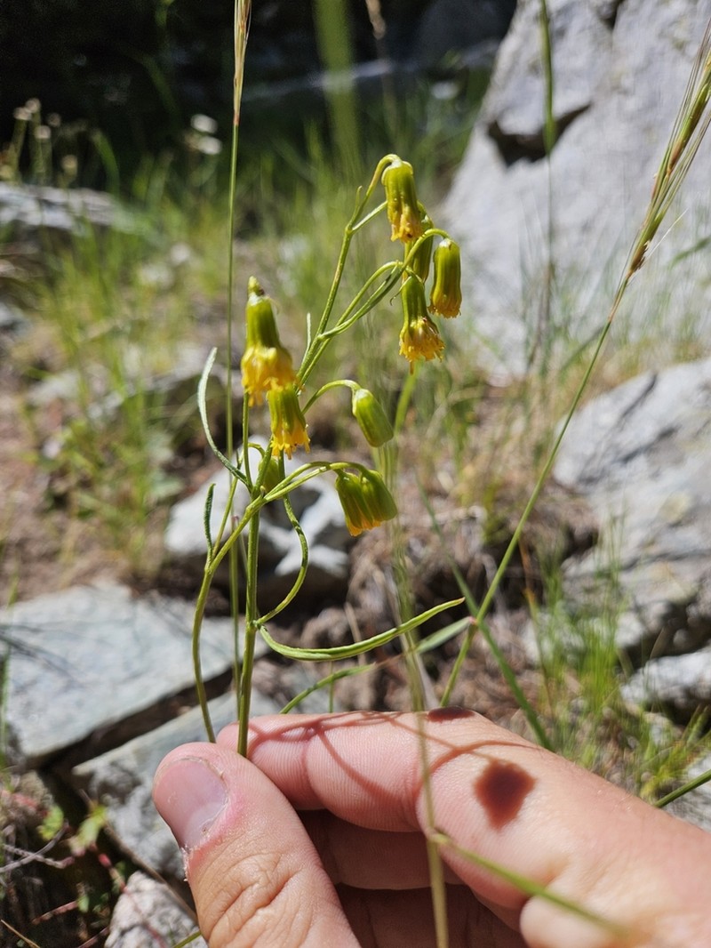 Bashful Ragwort photo 2