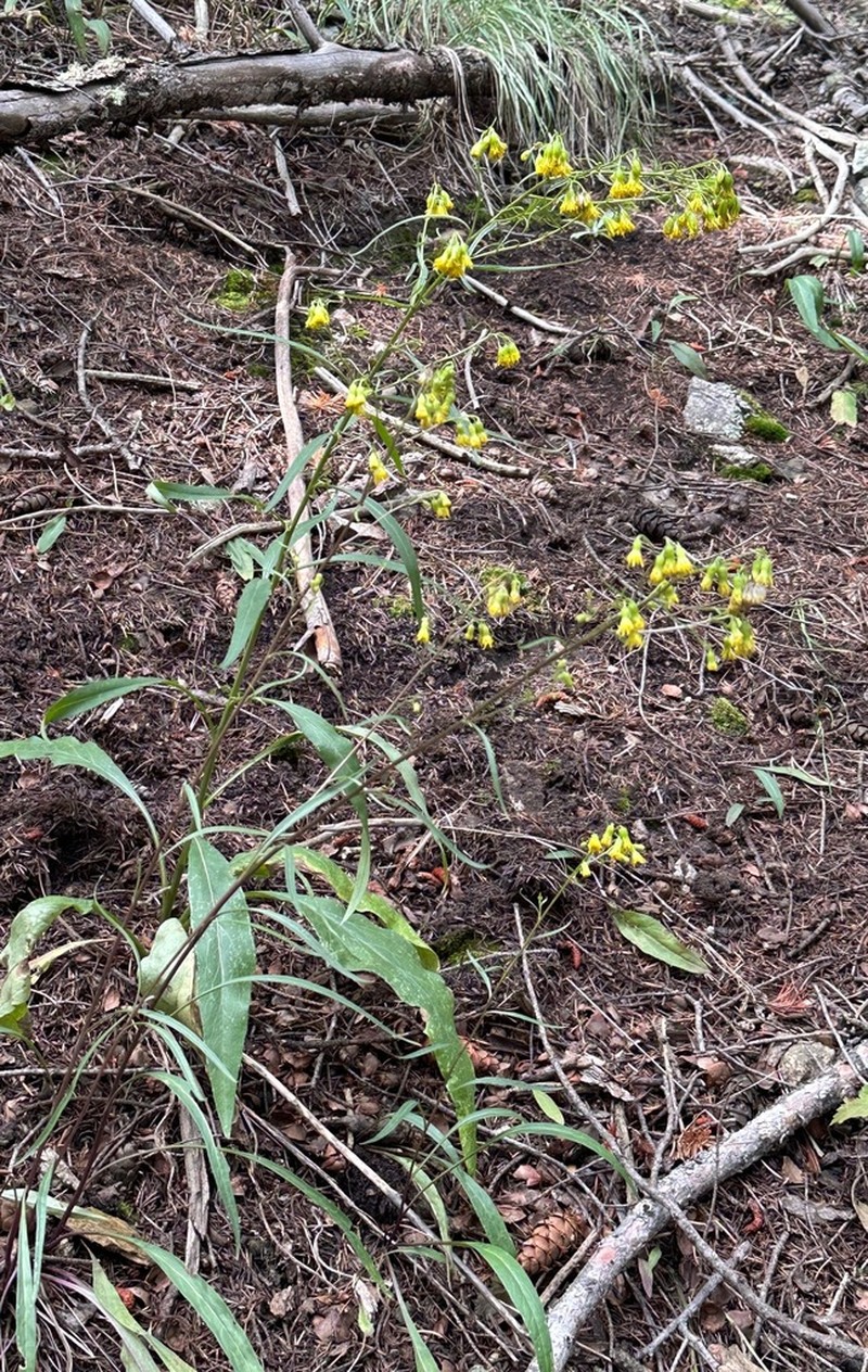 Bashful Ragwort photo 4