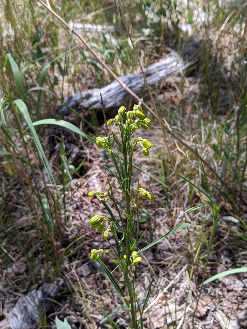 Bashful Ragwort photo 8