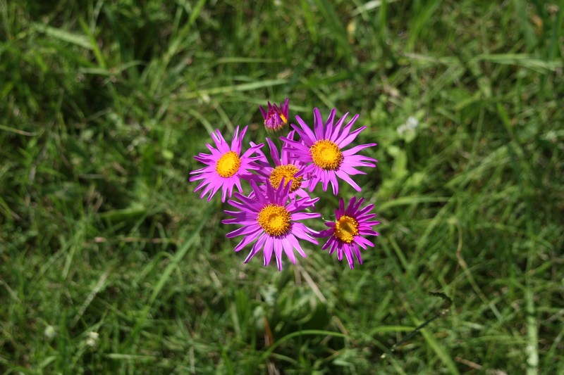Senecio pulcher