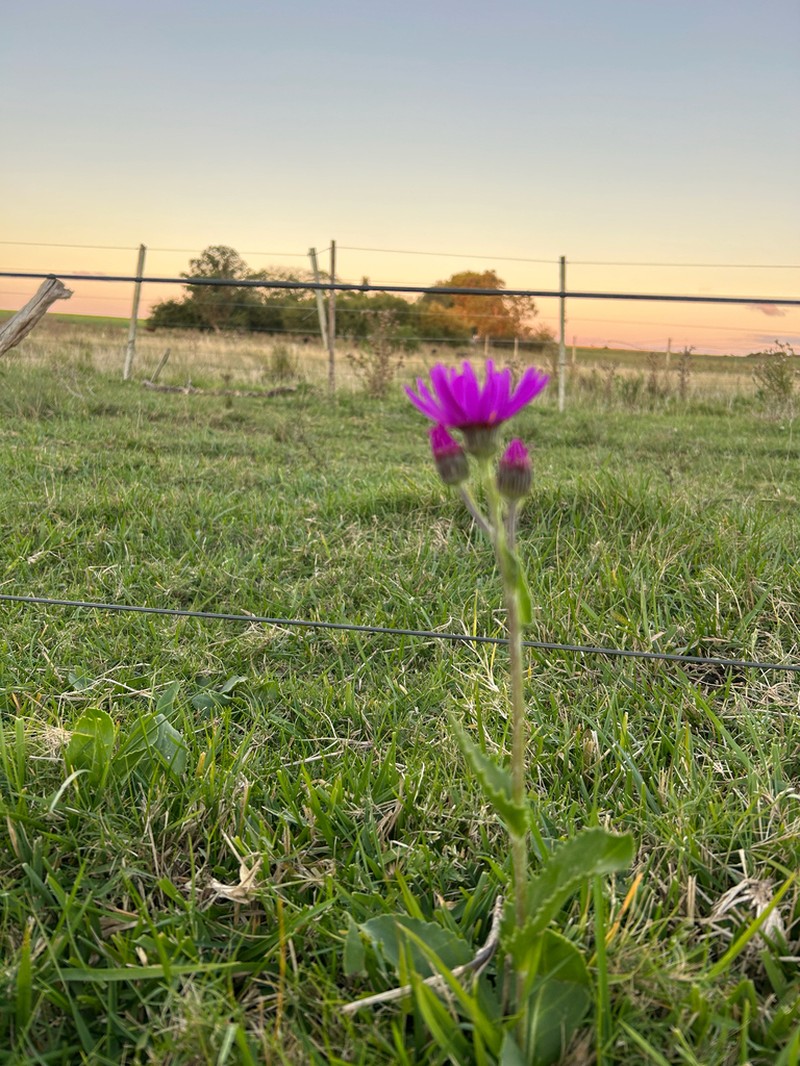 Senecio pulcher photo 2