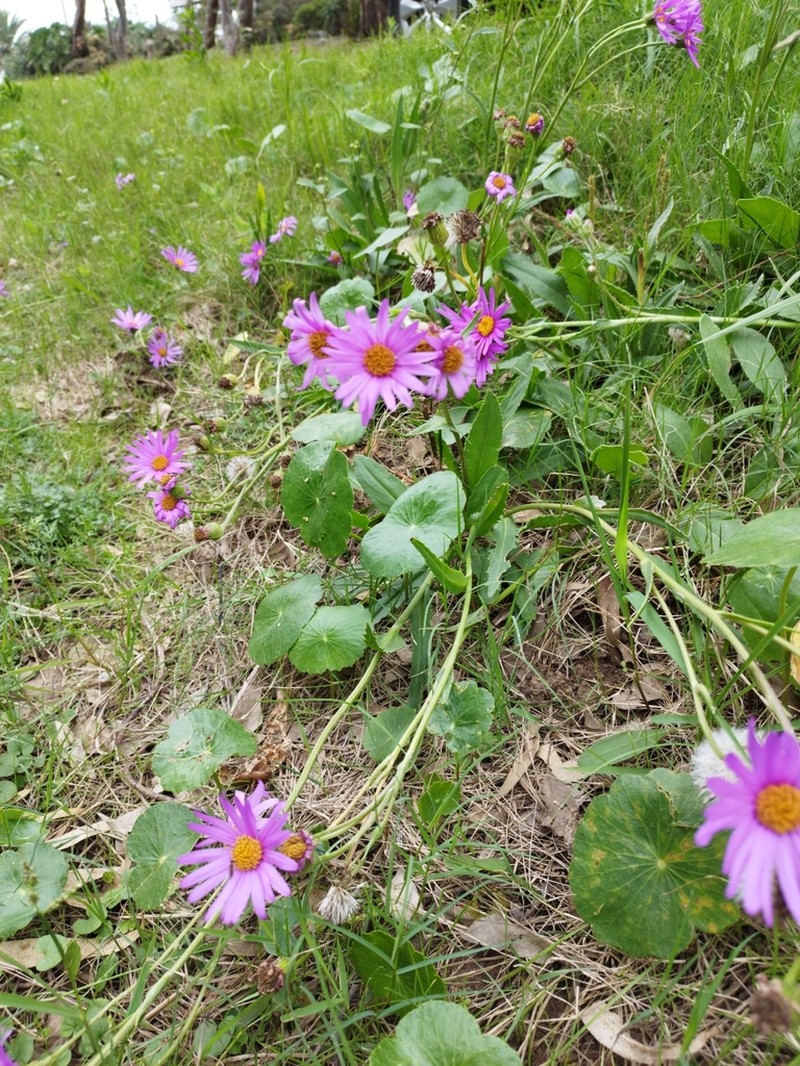 Senecio pulcher photo 3