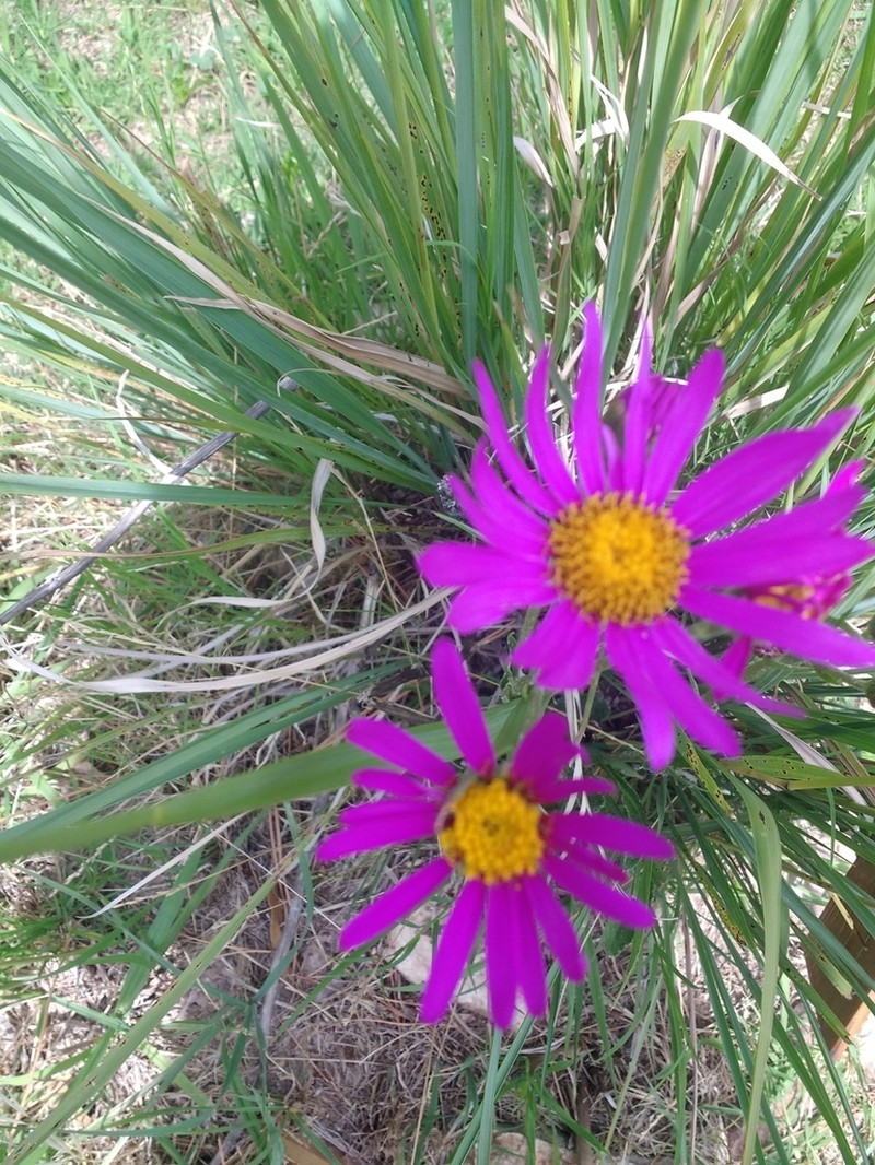 Senecio pulcher photo 4