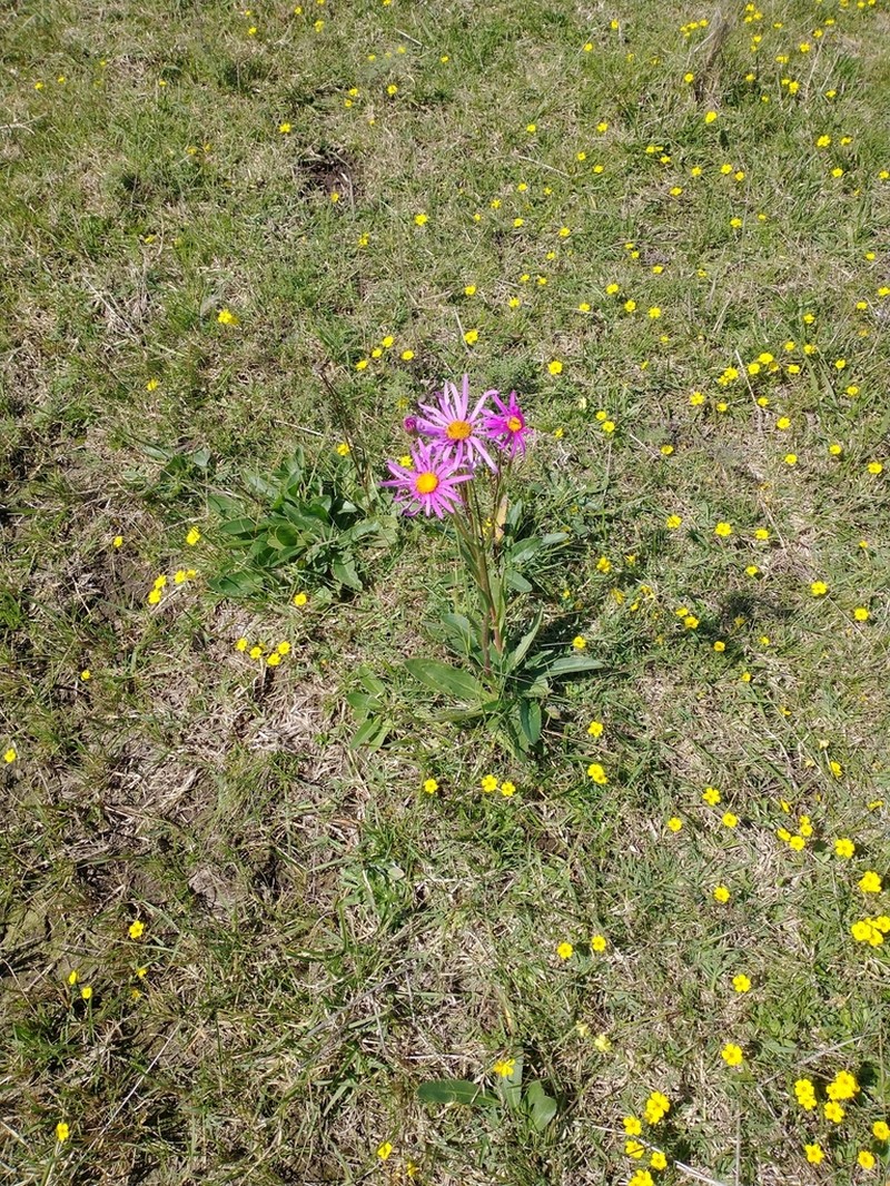 Senecio pulcher photo 5