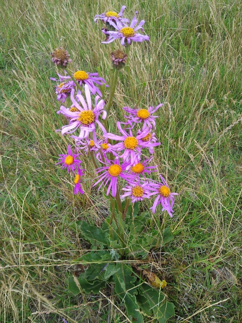 Senecio pulcher photo 7