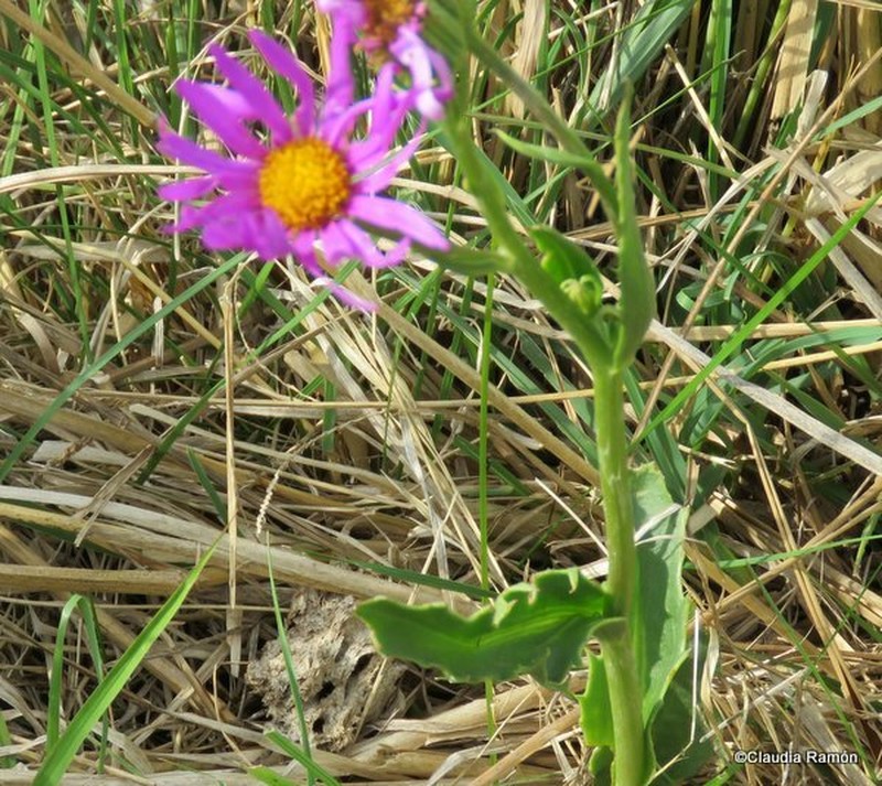 Senecio pulcher f. pulcher