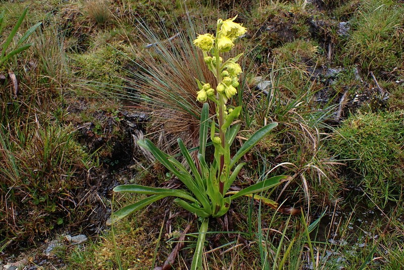 Senecio puna-sessilis