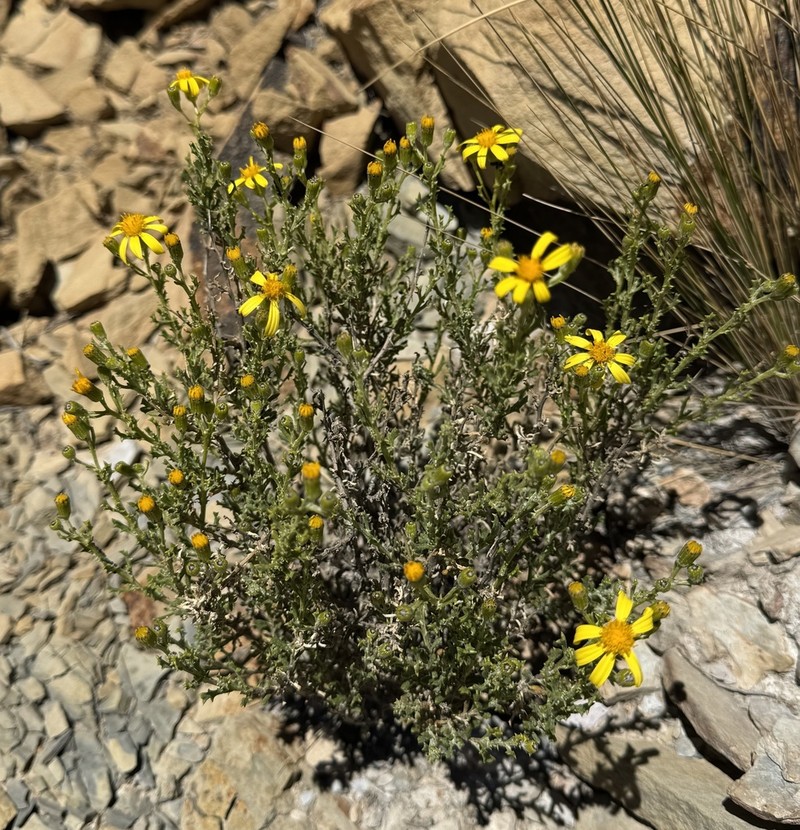 Senecio punae