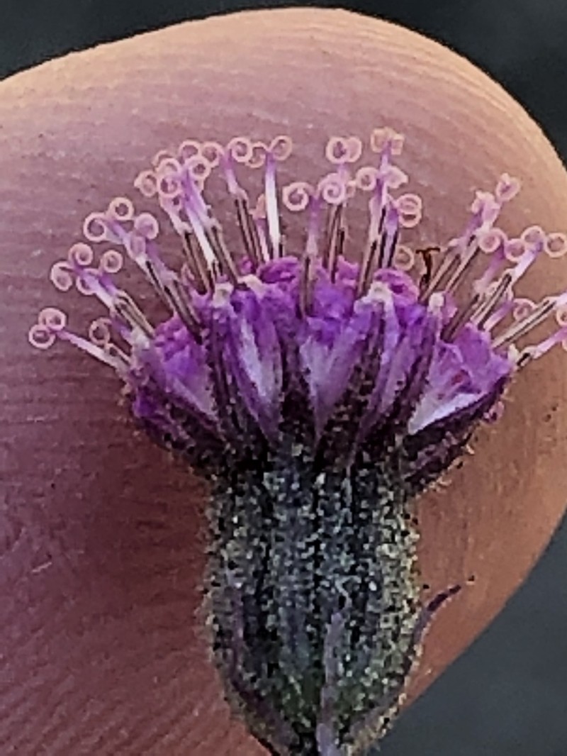 Senecio purpureus