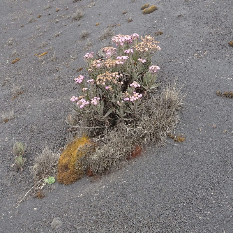 Senecio purpureus photo 2
