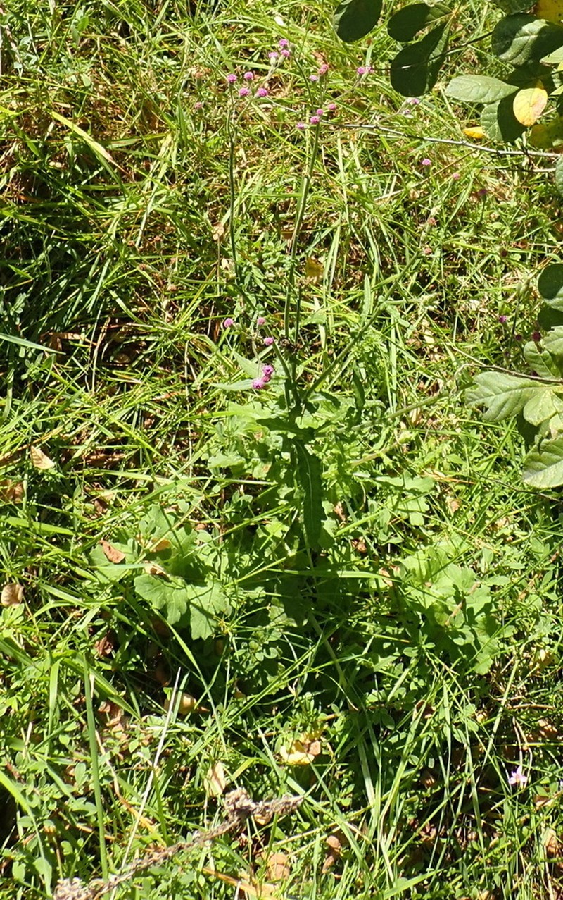 Senecio purpureus photo 3