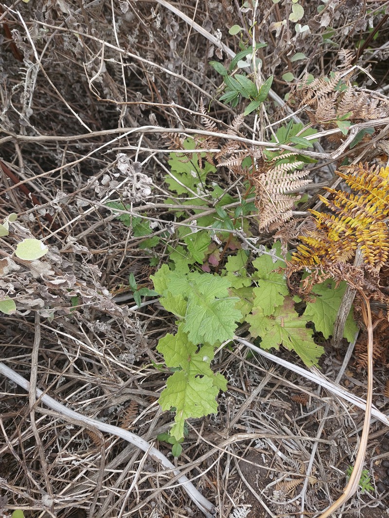 Senecio purpureus photo 8