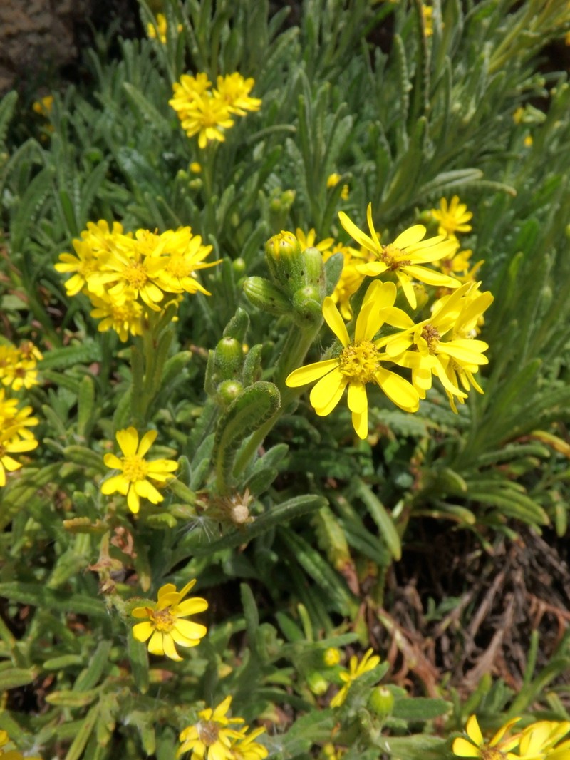 Senecio purtschelleri