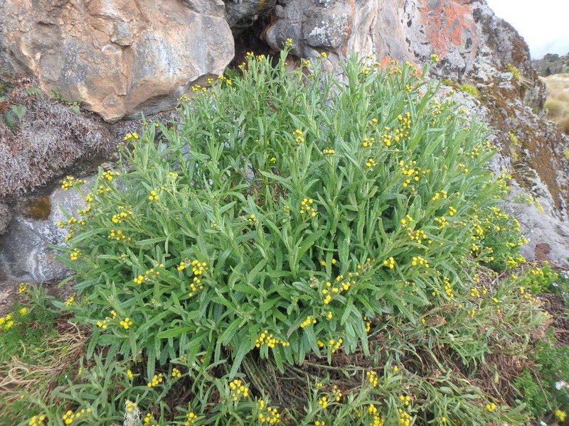 Senecio purtschelleri photo 2