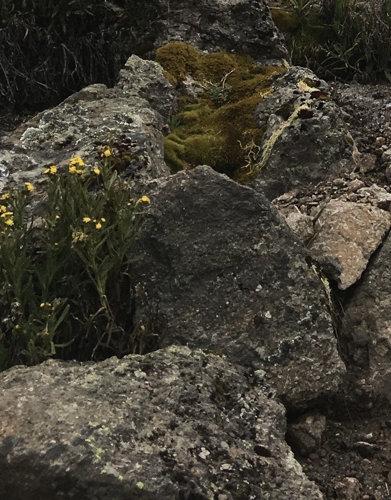 Senecio purtschelleri photo 3