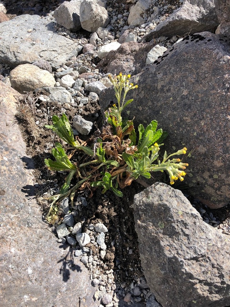 Senecio purtschelleri photo 5