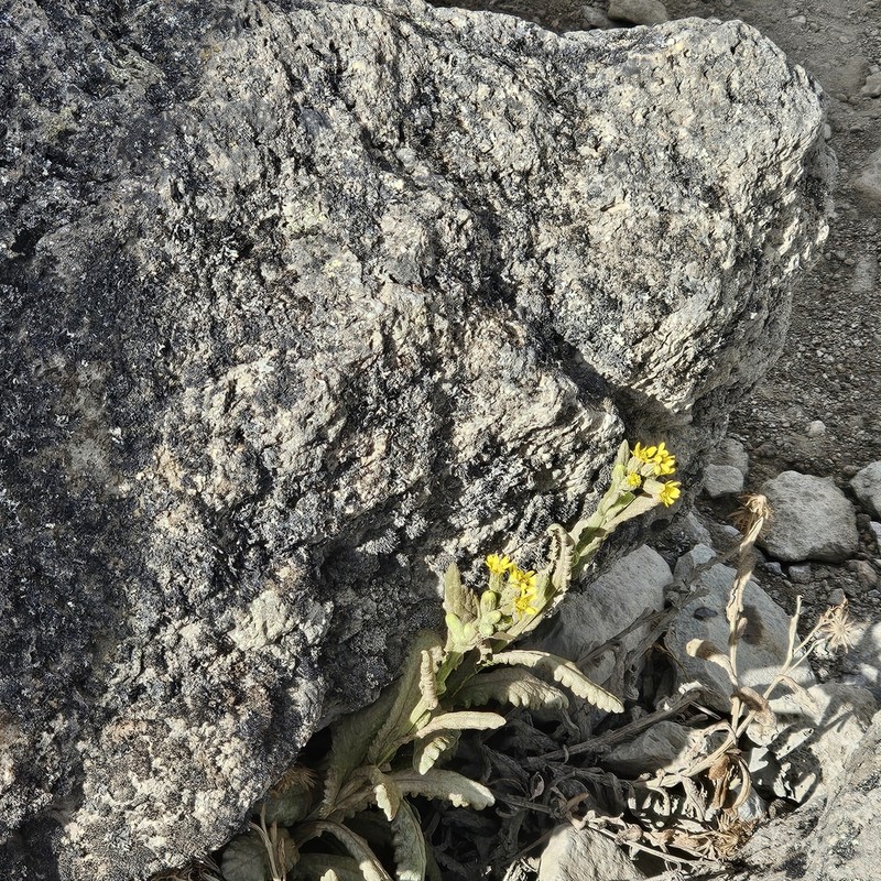 Senecio purtschelleri photo 6
