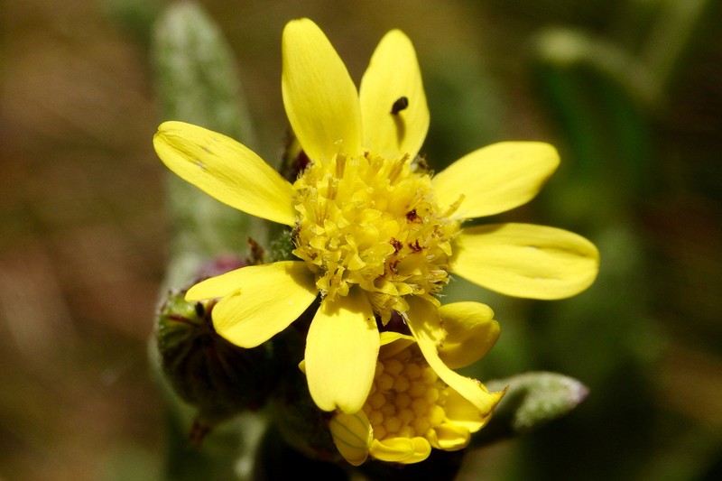 Senecio purtschelleri photo 7