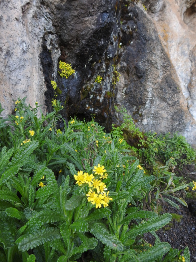 Senecio purtschelleri photo 8