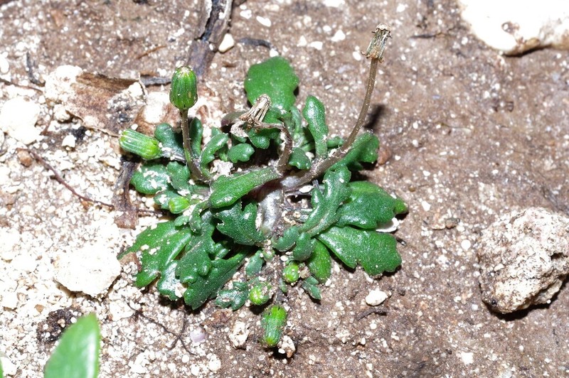 Senecio pygmaeus
