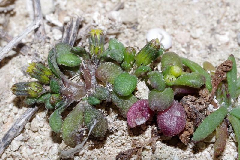 Senecio pygmaeus photo 2