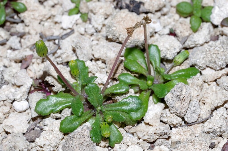 Senecio pygmaeus photo 3