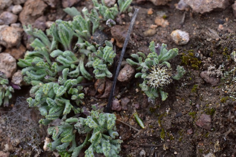 Senecio pygmophyllus
