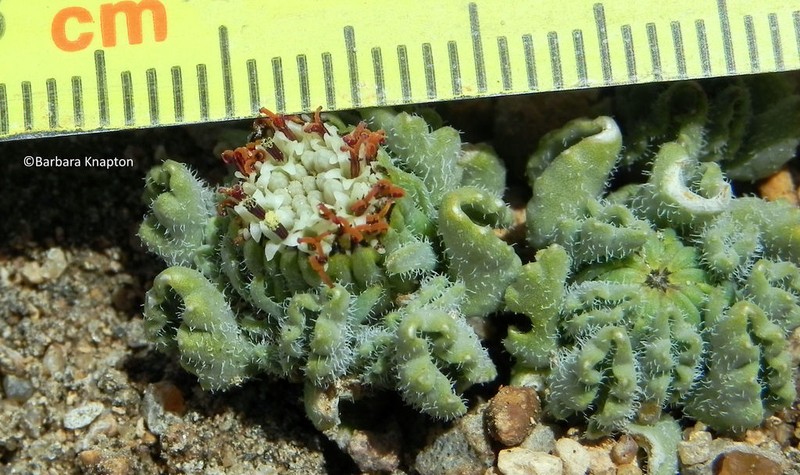 Senecio pygmophyllus photo 2