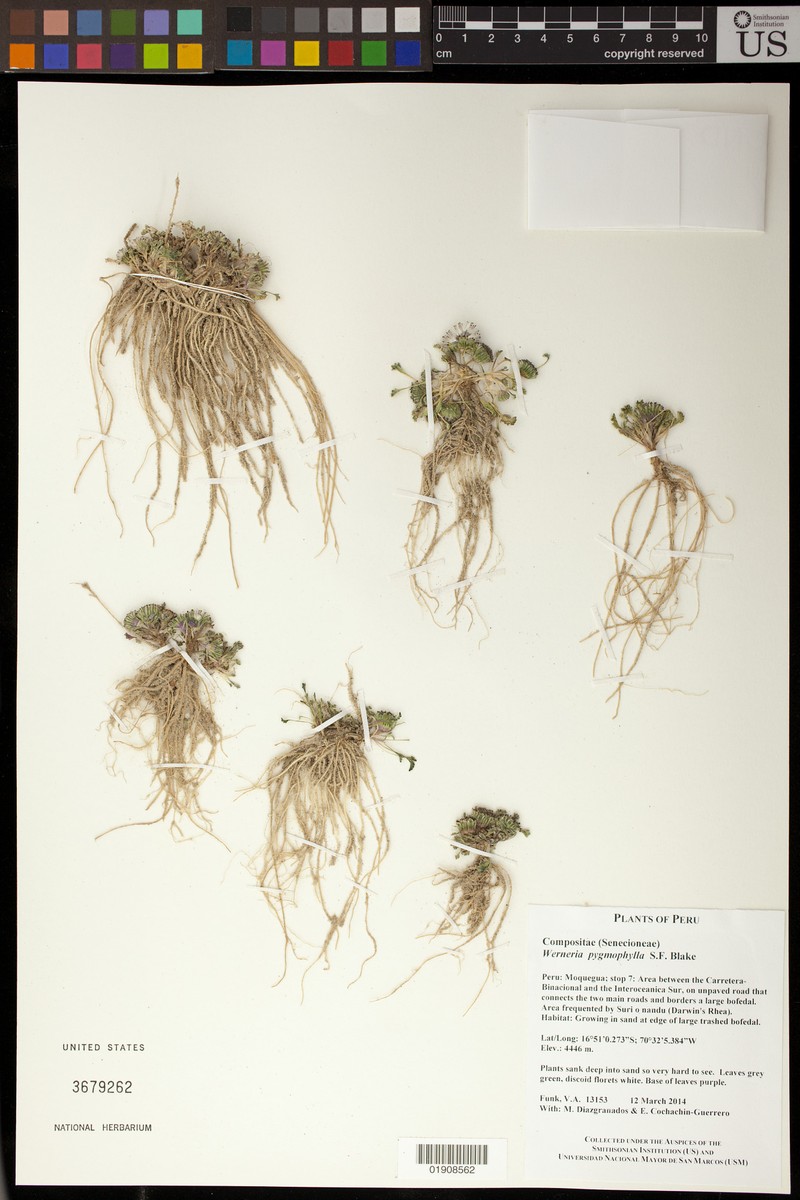 Senecio pygmophyllus photo 4