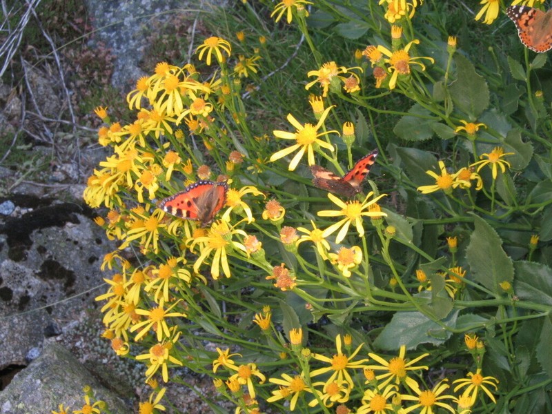 Senecio pyrenaicus