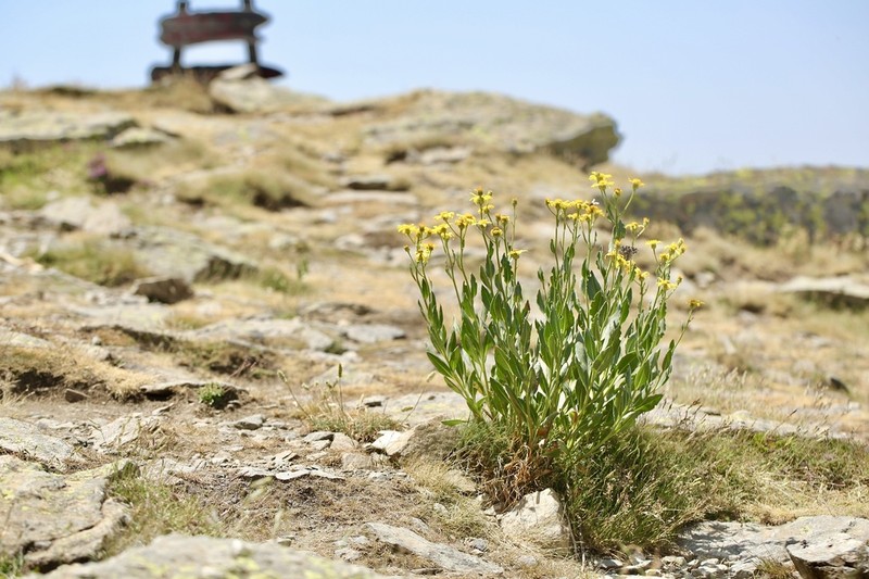 Senecio pyrenaicus photo 2