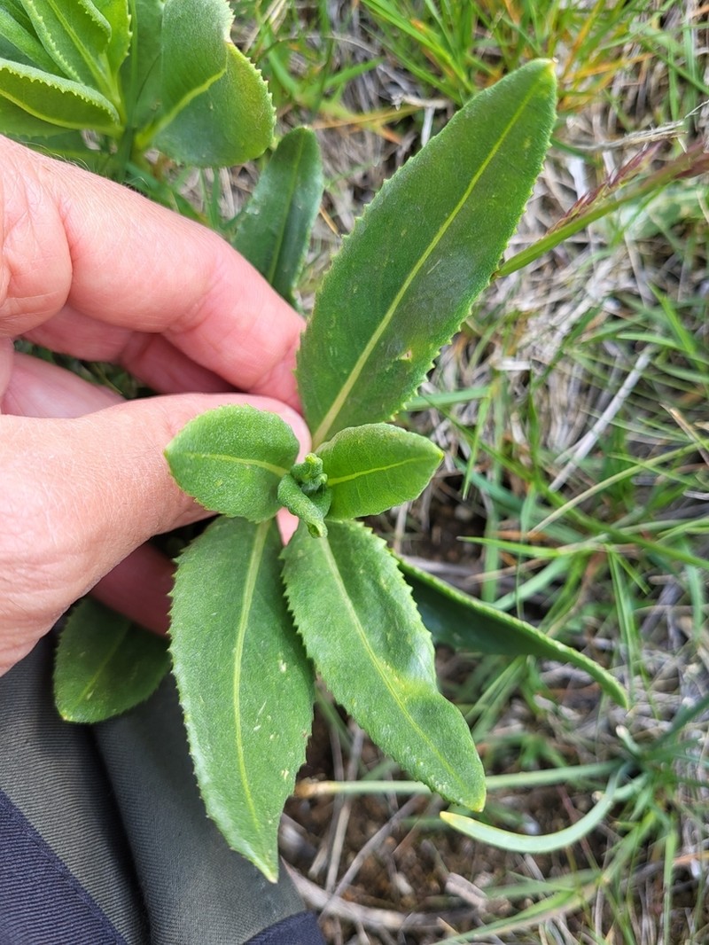 Senecio pyrenaicus photo 3