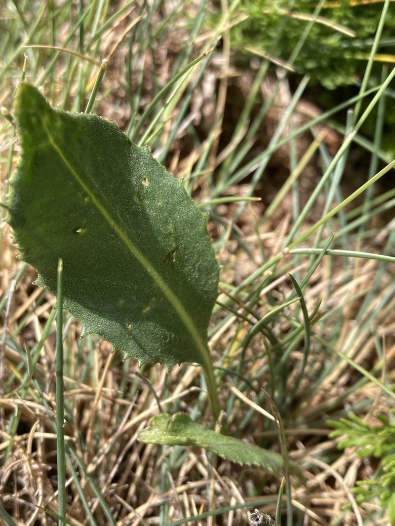 Senecio pyrenaicus photo 4