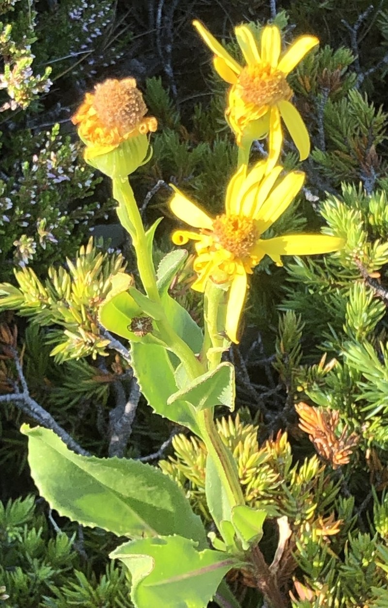 Senecio pyrenaicus photo 5