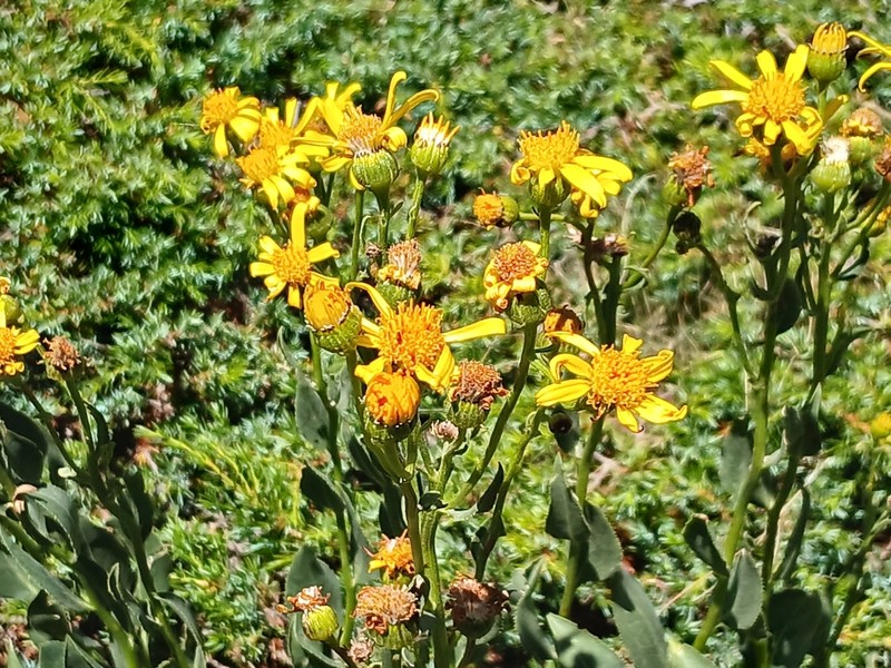 Senecio pyrenaicus photo 6