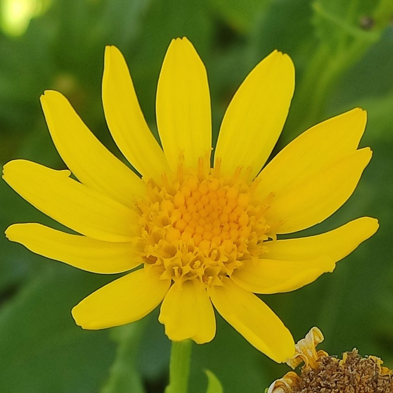 Senecio pyrenaicus photo 7
